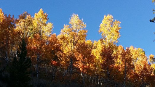 aspen-against-blue-sky-horizontal-yes